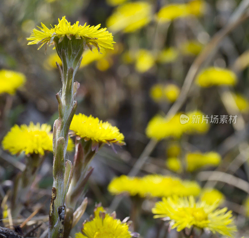 钶钽钽(Tussilago farfara)